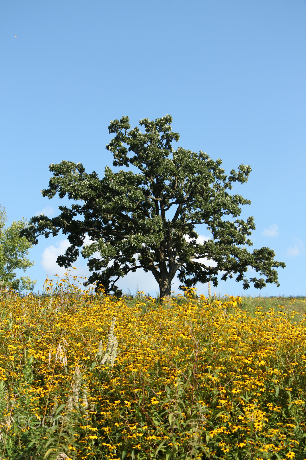 Canon EOS 650D (EOS Rebel T4i / EOS Kiss X6i) sample photo. Oak tree photography