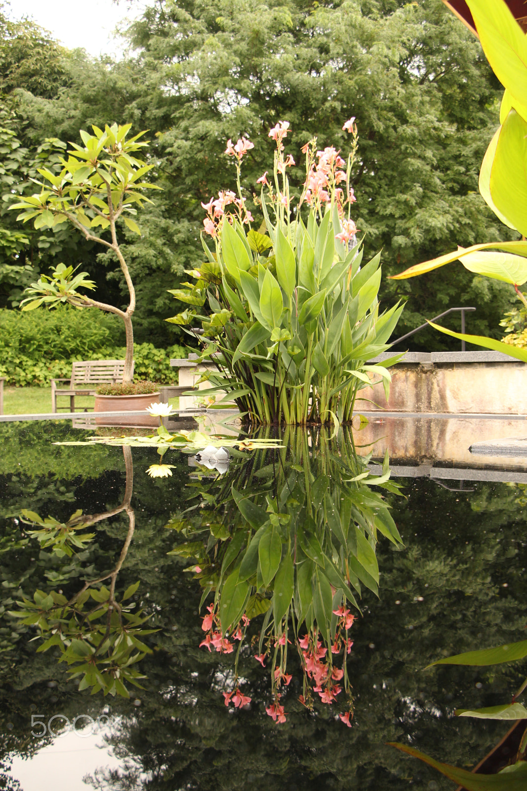 Canon EOS 650D (EOS Rebel T4i / EOS Kiss X6i) sample photo. Plant reflection photography