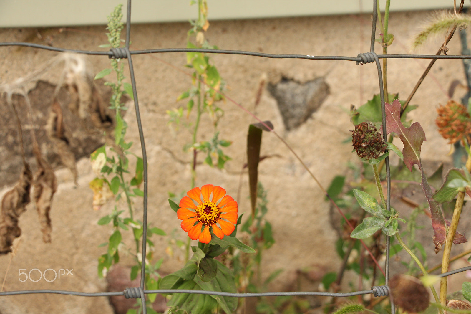 Canon EOS 650D (EOS Rebel T4i / EOS Kiss X6i) sample photo. Flower photography