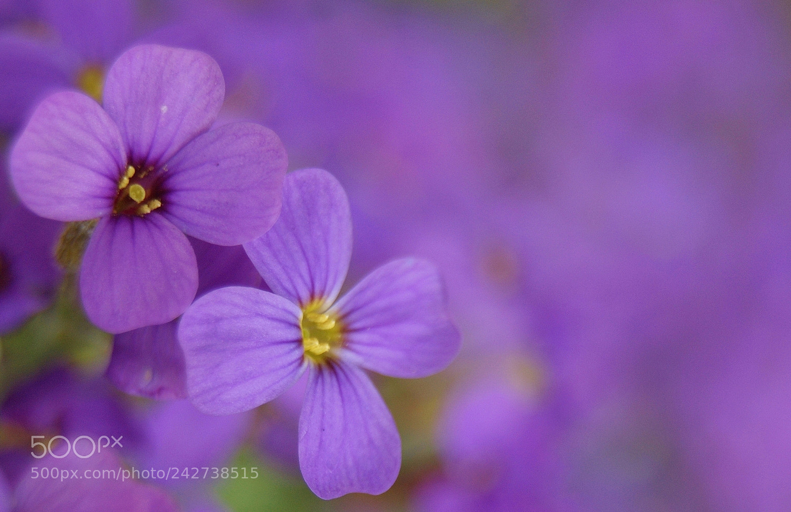 Sony Alpha DSLR-A380 sample photo. A purple dream ...(2) photography