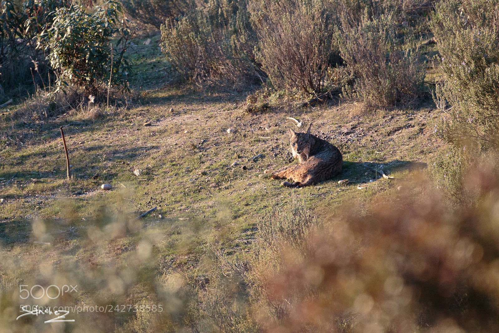 Canon EOS 7D Mark II sample photo. Lince ibérico photography