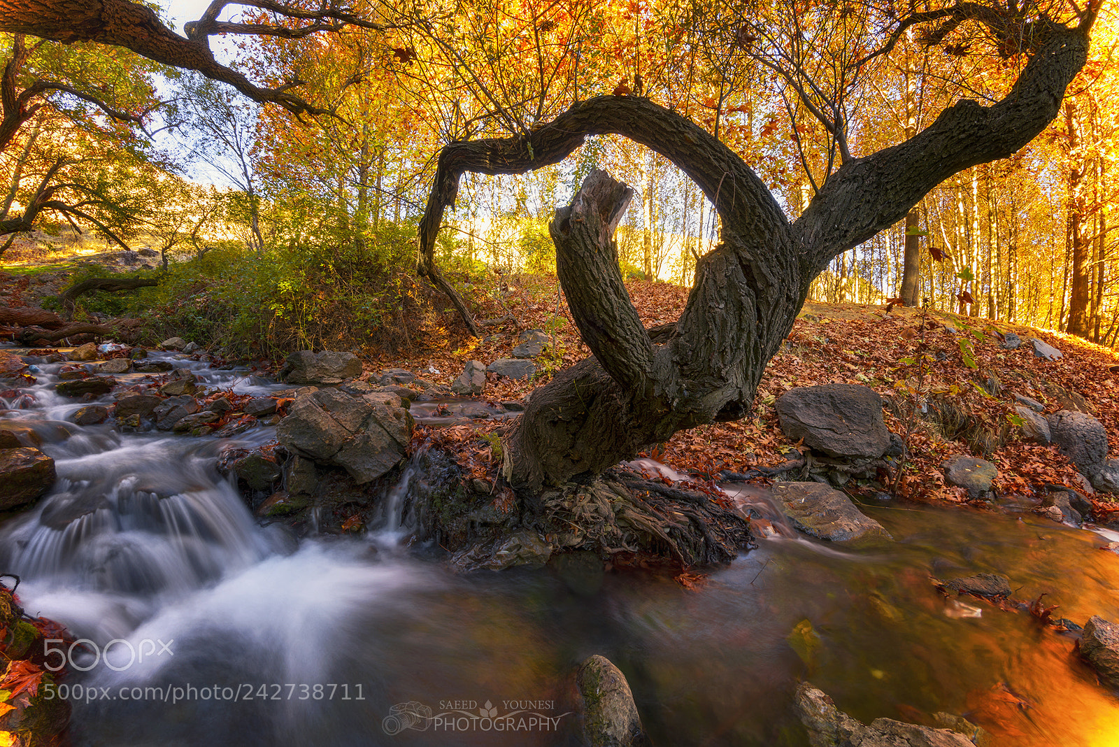 Nikon D810 sample photo. Autumn dream photography