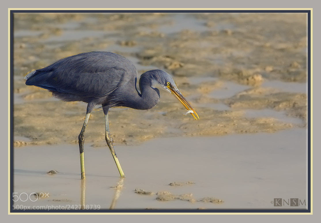 Nikon D7100 sample photo. Reef egret photography