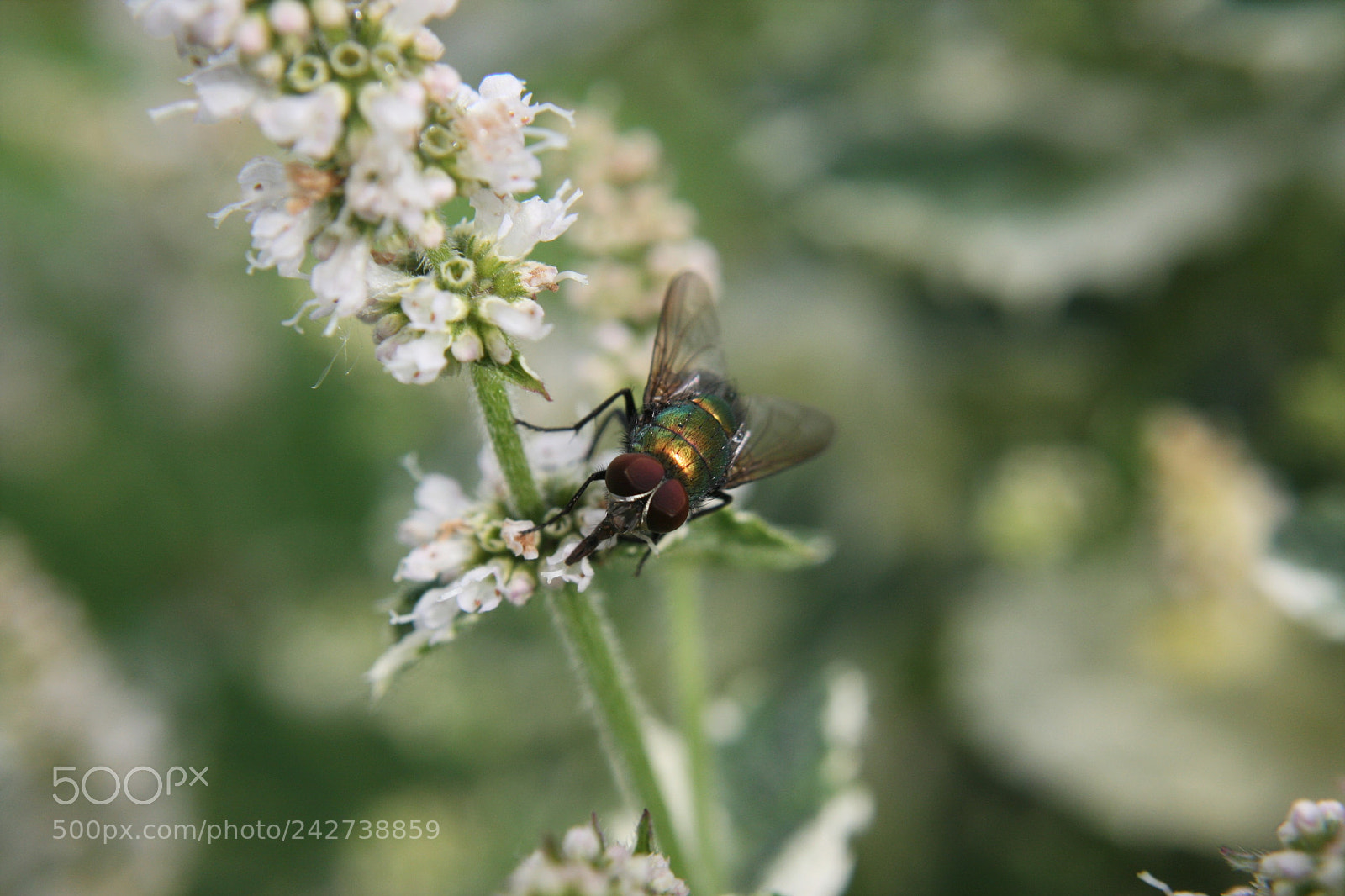 Canon EOS 400D (EOS Digital Rebel XTi / EOS Kiss Digital X) sample photo. Awsome fly with the photography