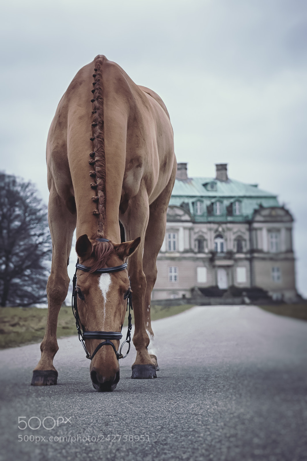 Nikon D4S sample photo. Horse at palace photography