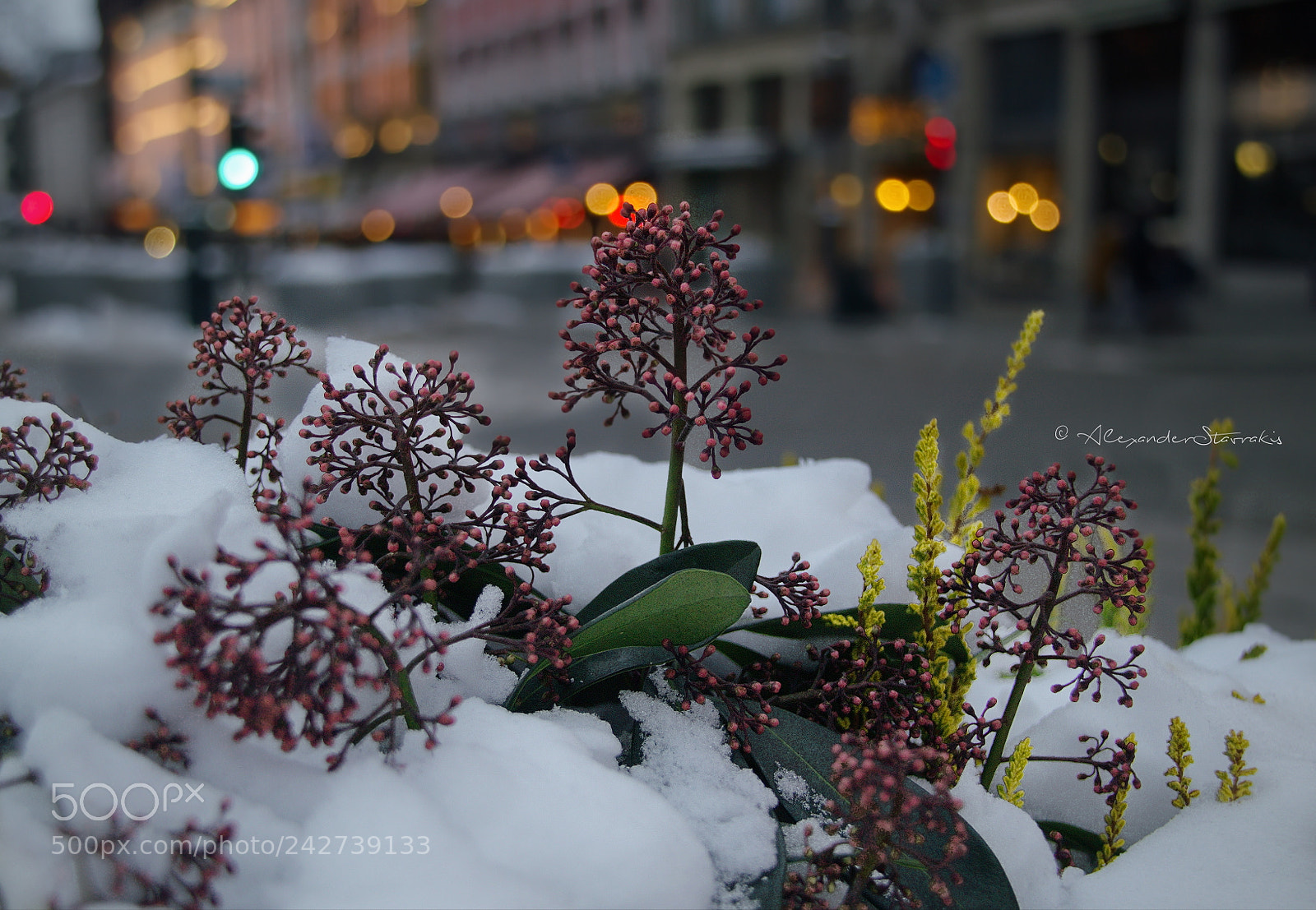 Nikon D3100 sample photo. Winter flowers in the photography