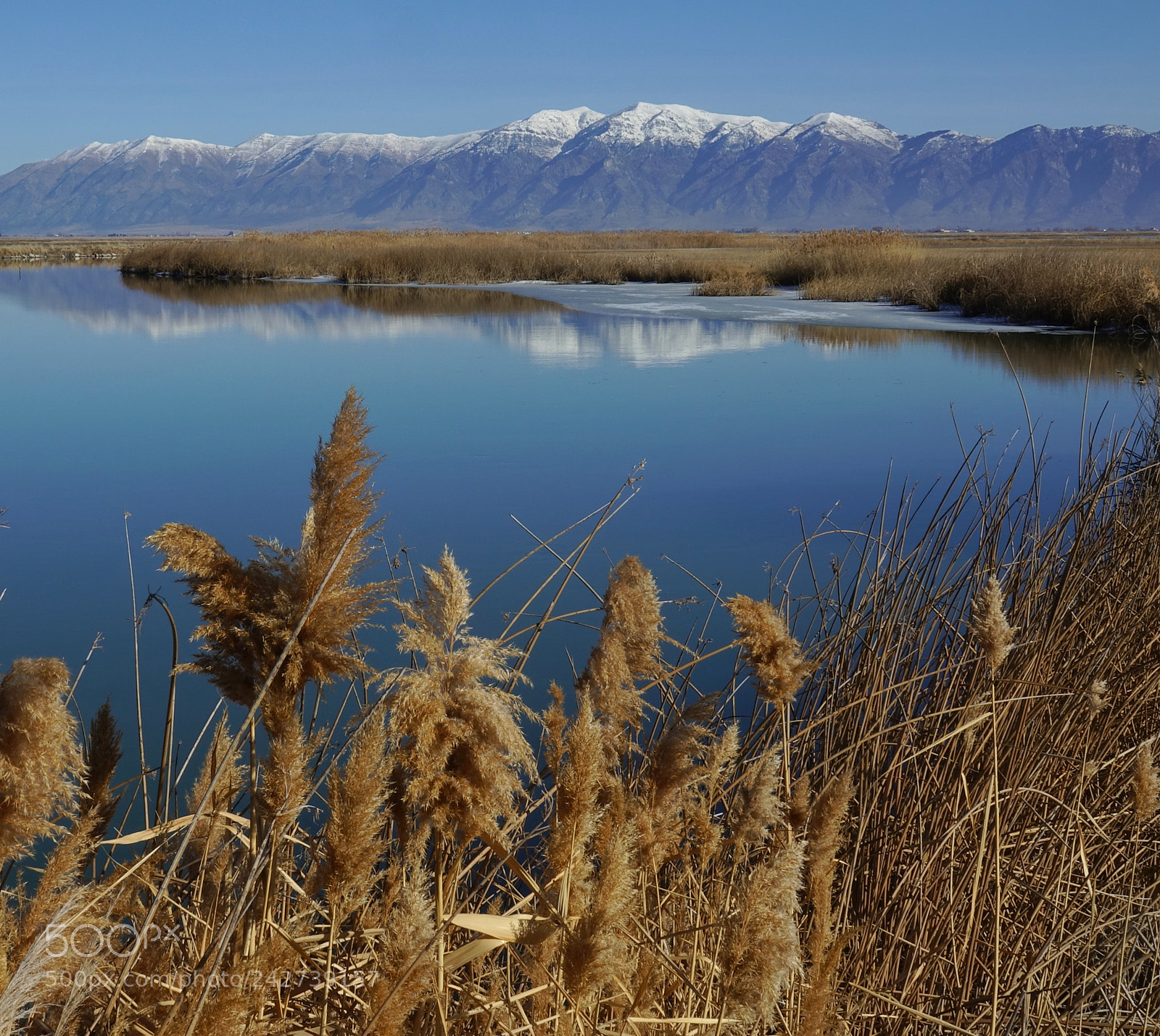 Sony Cyber-shot DSC-RX10 III sample photo. Bear river migratory bird photography
