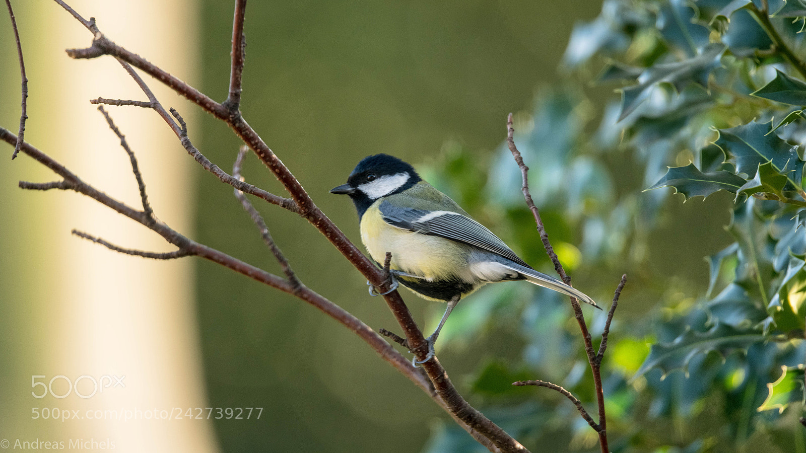 Nikon D850 sample photo. Tit. photography
