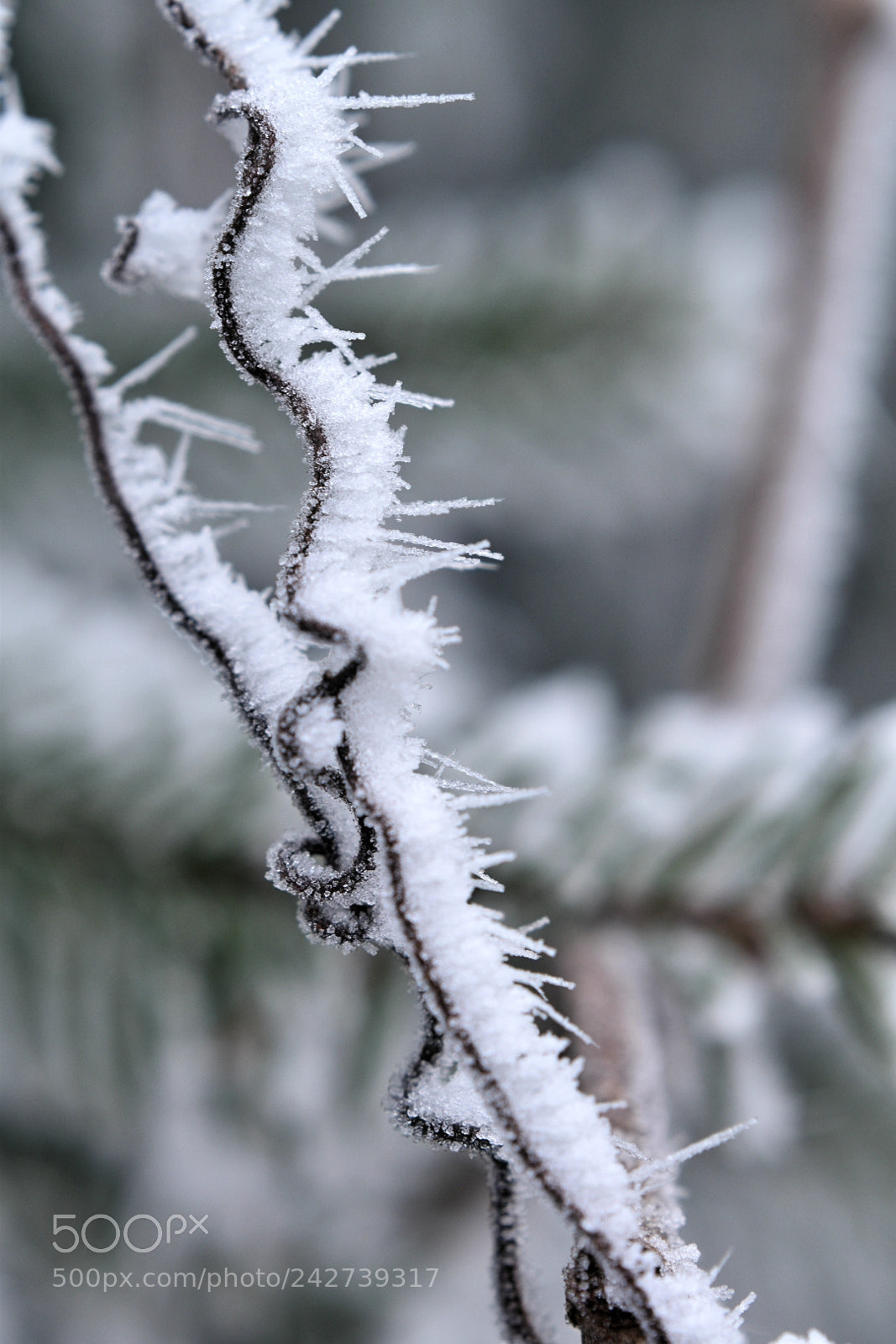 Nikon D5600 sample photo. Cold outside photography