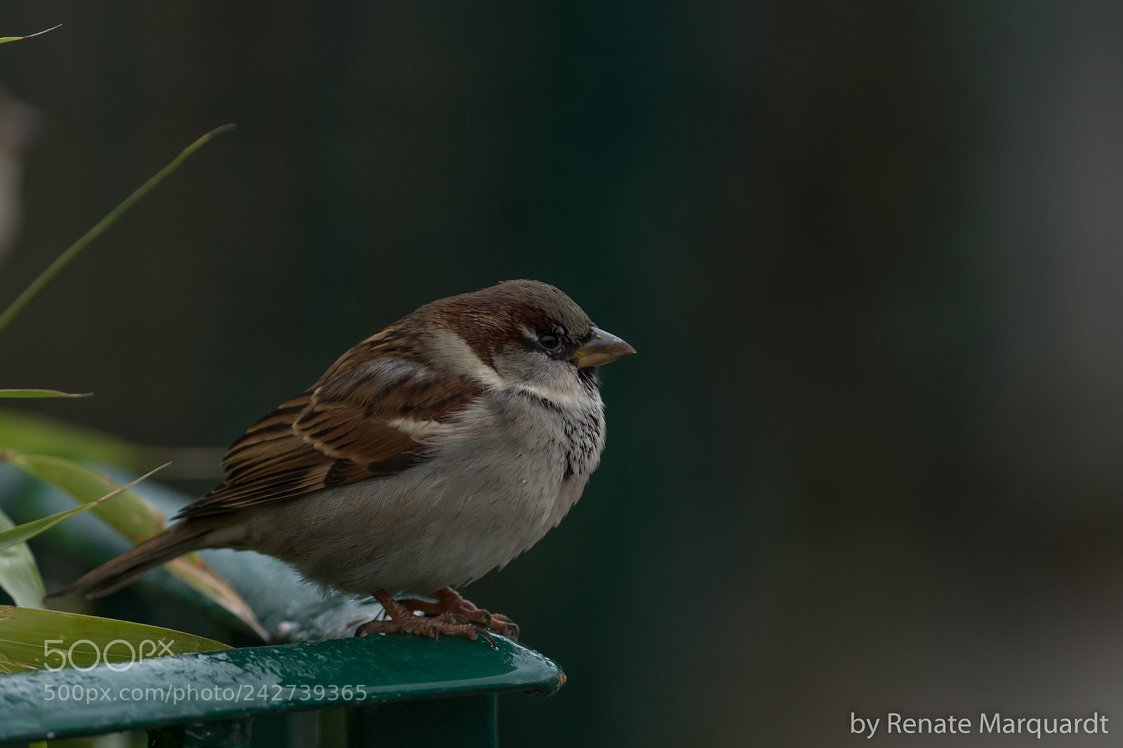 Canon EOS 7D Mark II sample photo. Haussperling (passer domesticus) photography