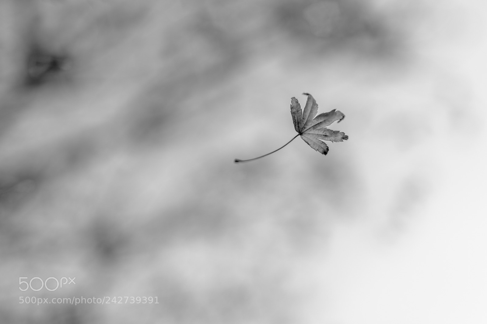 Nikon D850 sample photo. Falling leaf photography