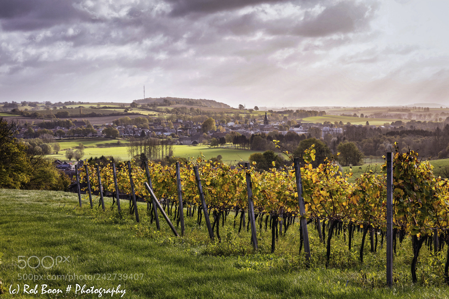 Canon EOS 5DS sample photo. Vineyard @ dodeman 2 photography