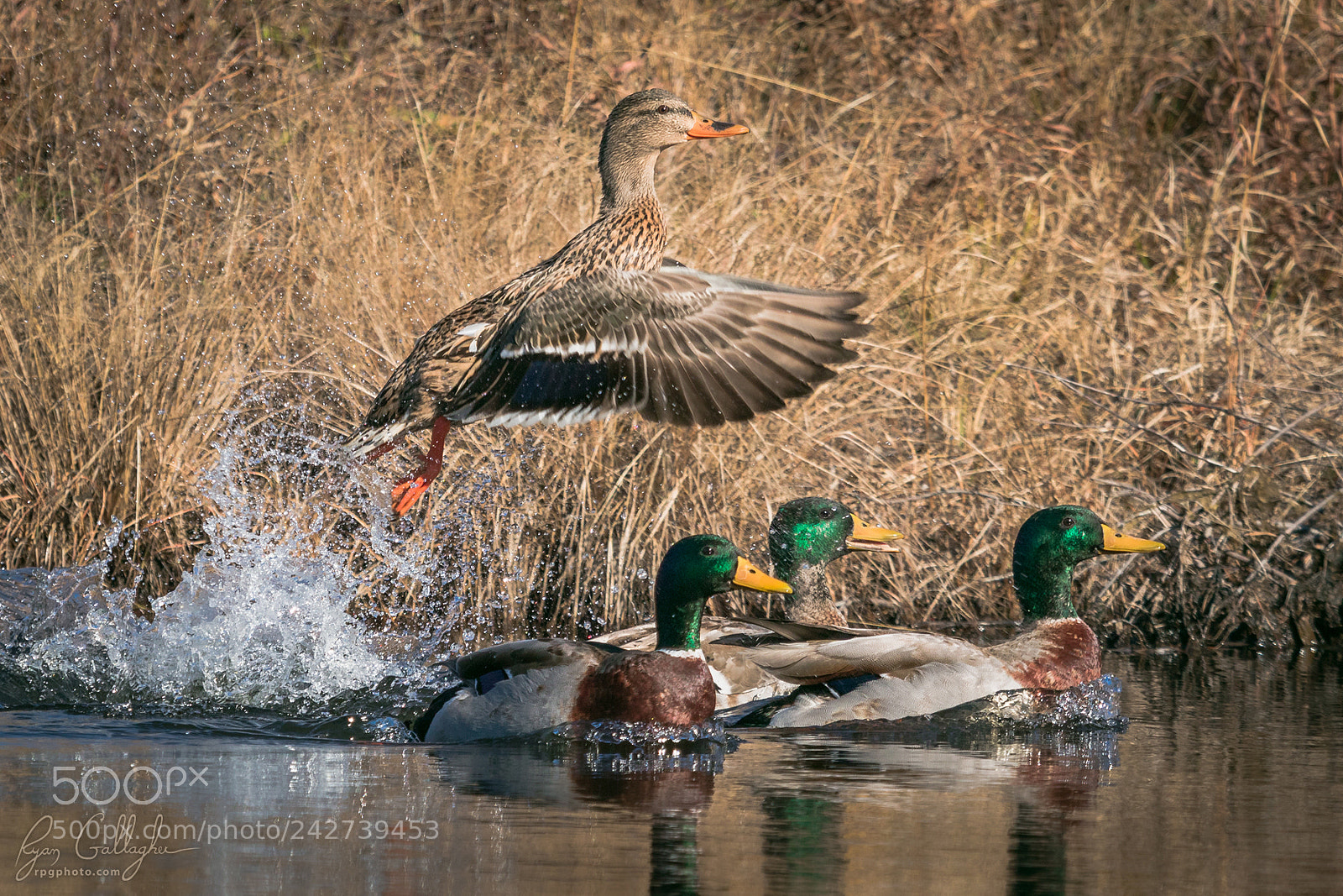 Canon EOS 7D Mark II sample photo. Leaving the group photography