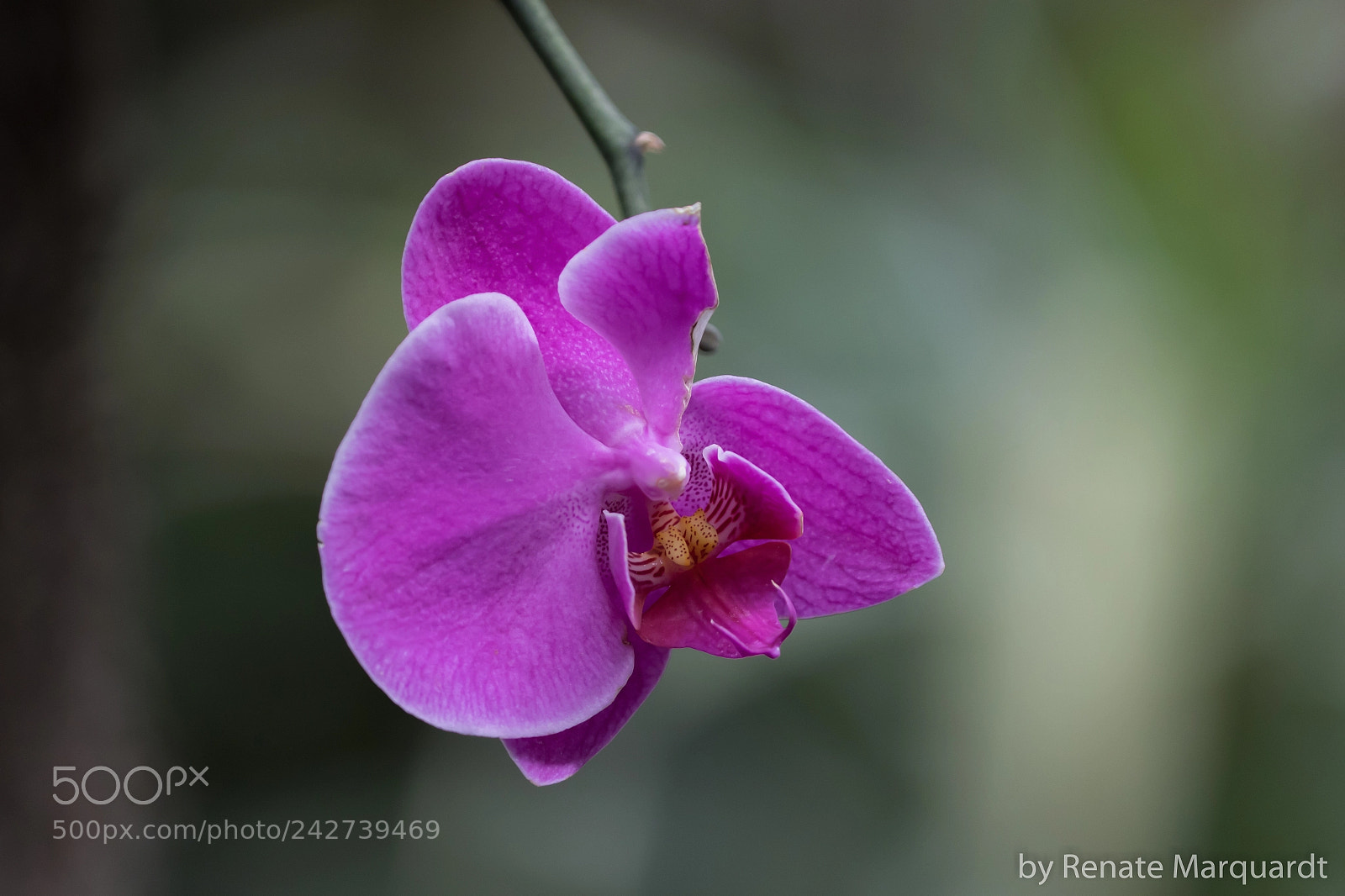 Canon EOS 7D Mark II sample photo. Orchidee photography