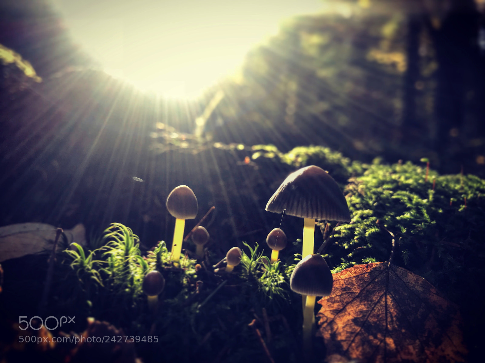 Apple iPhone 7 sample photo. Mushrooms photography