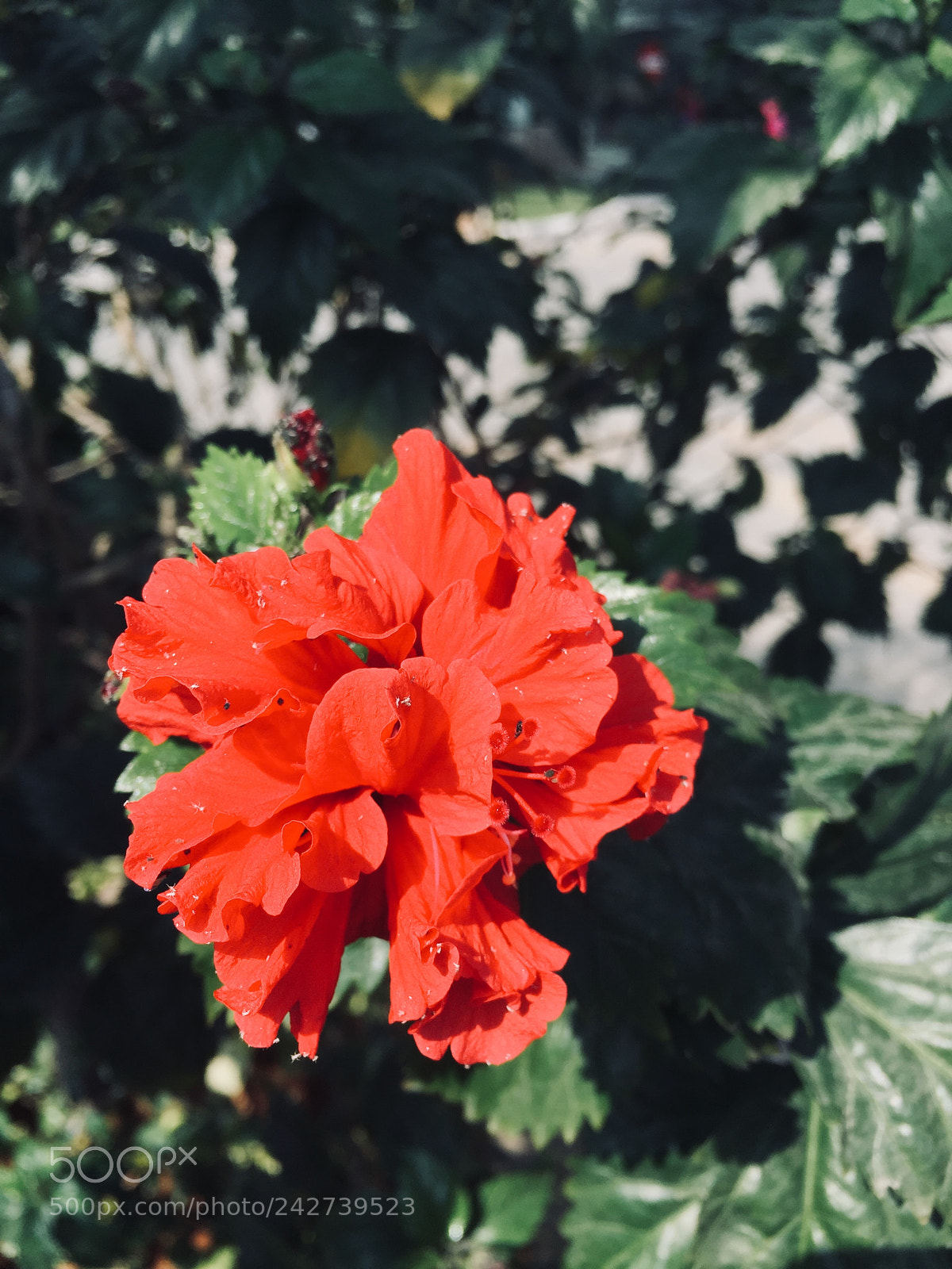 Apple iPhone 6 sample photo. Untitled photography