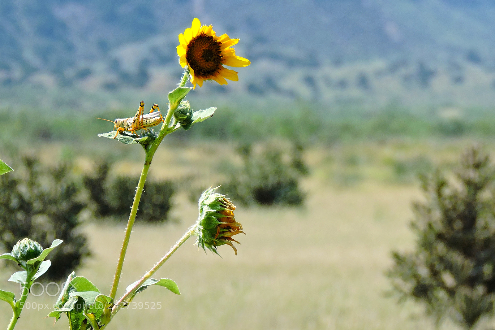 Nikon Coolpix P530 sample photo. New mexico grasshopper photography
