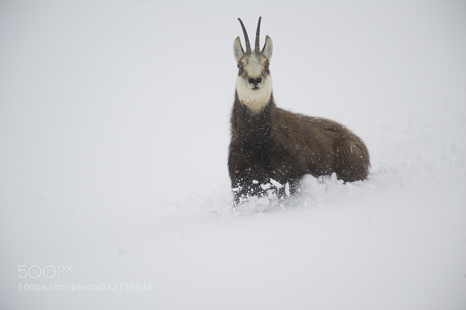Nikon D3S sample photo. Alpine chamois during a photography