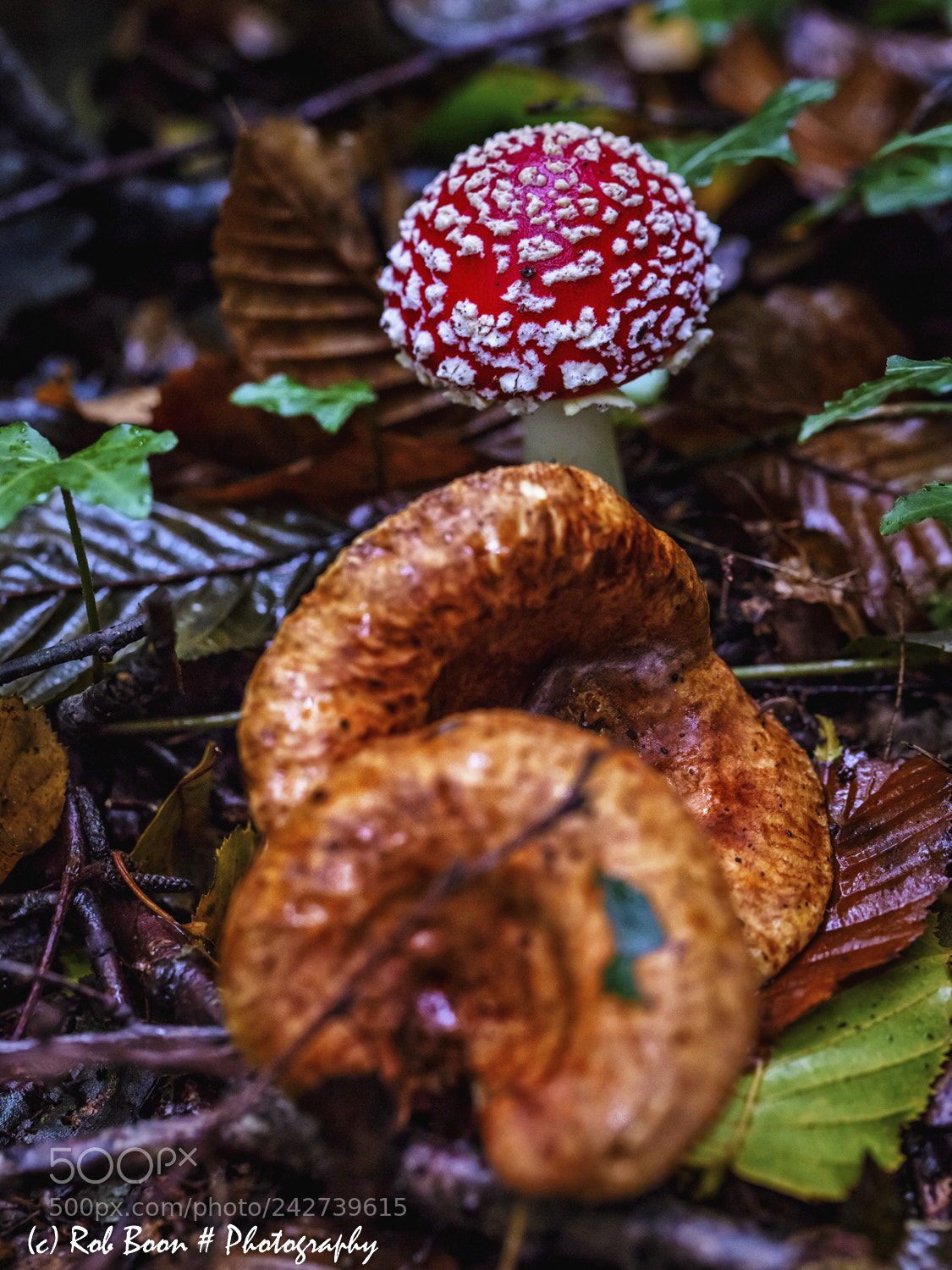 Canon EOS 5DS sample photo. Mushrooms 5 photography