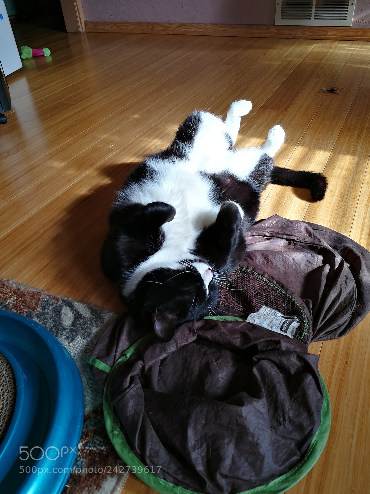 HUAWEI Mate 9 sample photo. Catnap photography