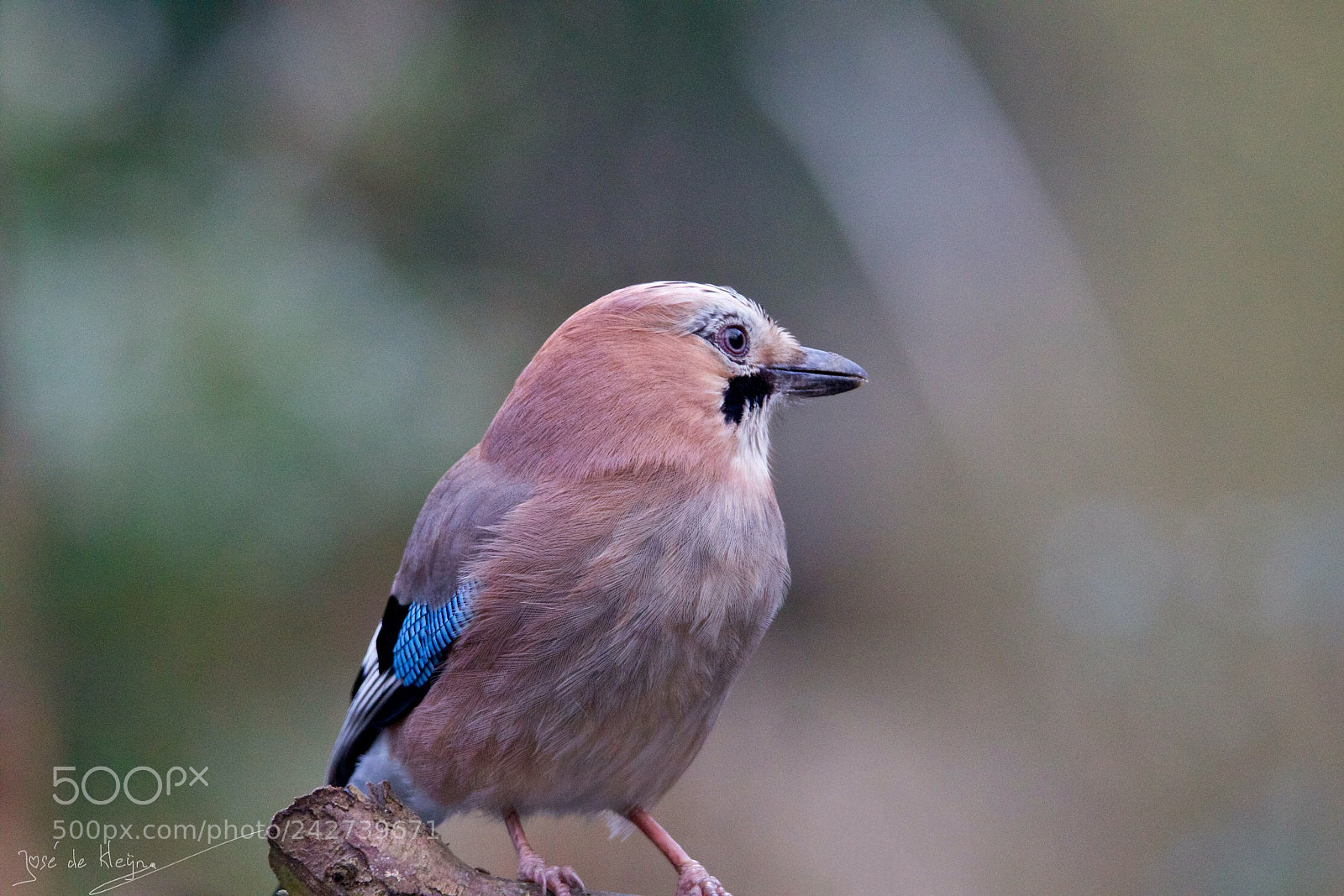 Canon EOS 7D Mark II sample photo. Eurasian jay - gaai photography