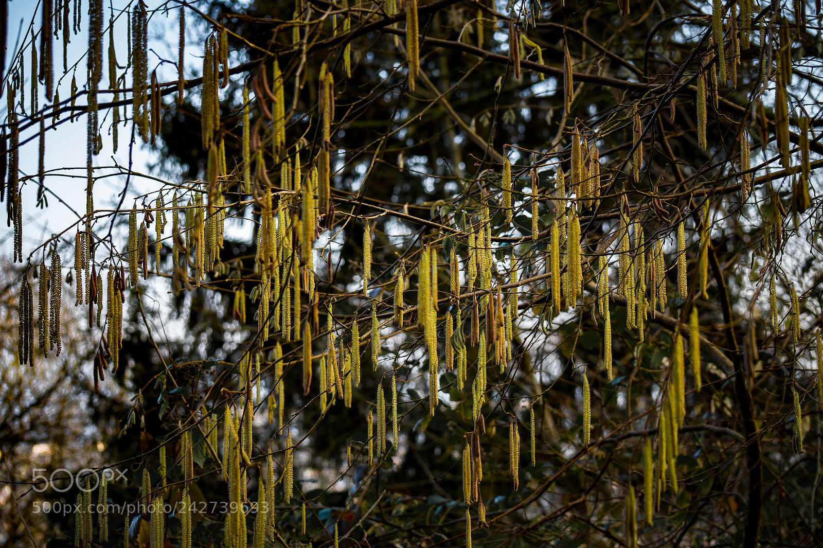Sony SLT-A58 sample photo. Tears of the trees photography