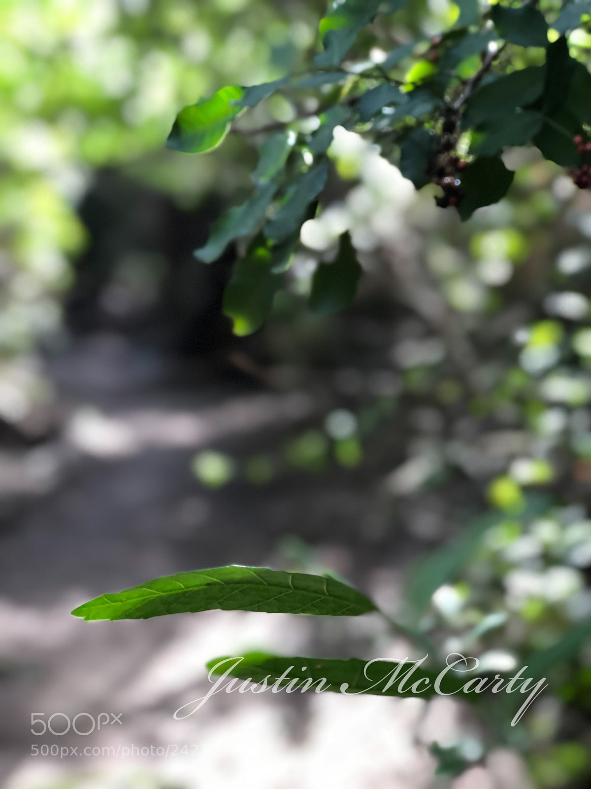 Apple iPhone 8 Plus sample photo. Leaves photography