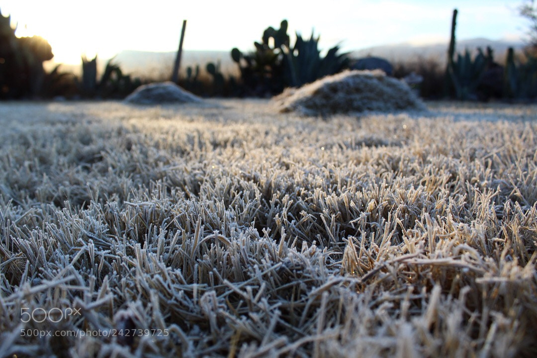 Canon EOS 1300D (EOS Rebel T6 / EOS Kiss X80) sample photo. The kind of winter photography