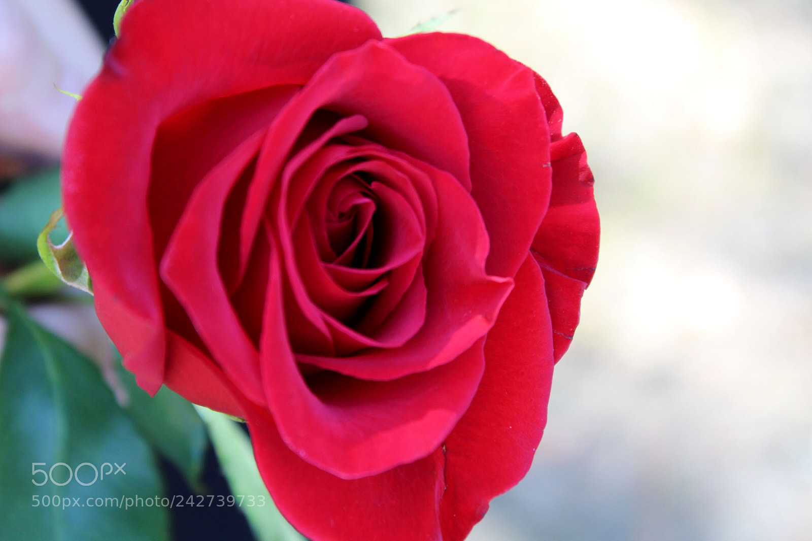 Canon EOS 1300D (EOS Rebel T6 / EOS Kiss X80) sample photo. Red rose photography