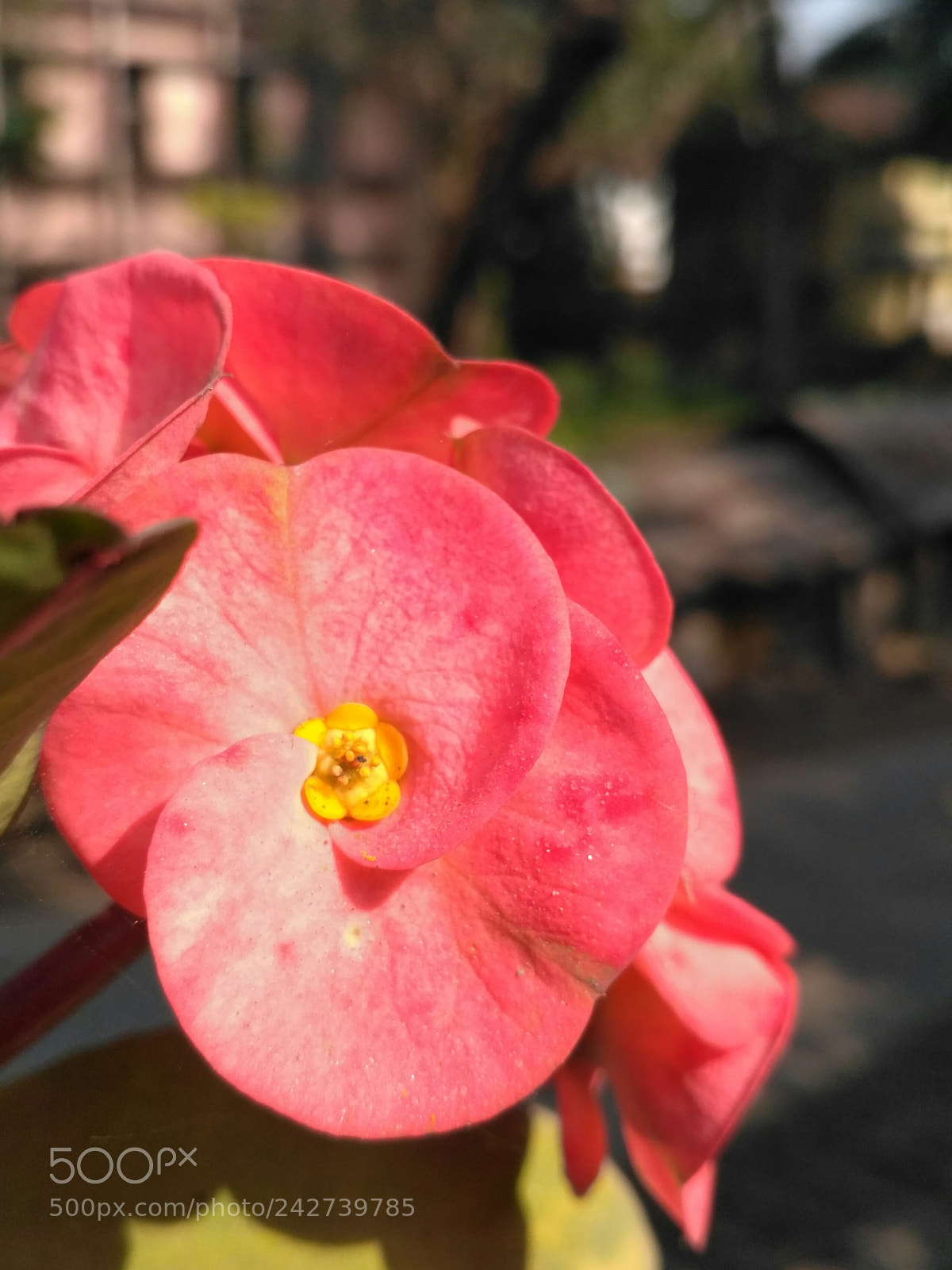 Xiaomi Redmi 3S sample photo. Lily lily photography