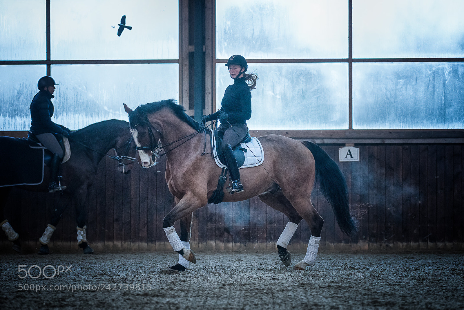 Nikon D800E sample photo. Piaf training photography