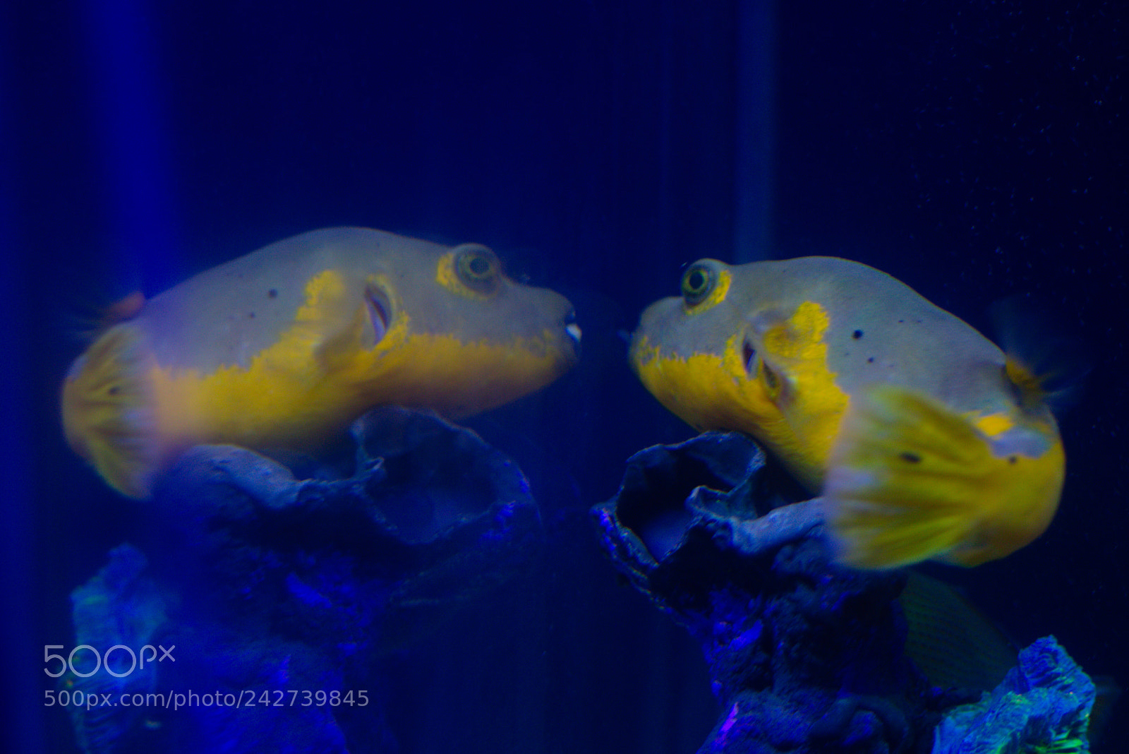Canon EF 50mm F1.8 STM sample photo. Narcissistic fish photography
