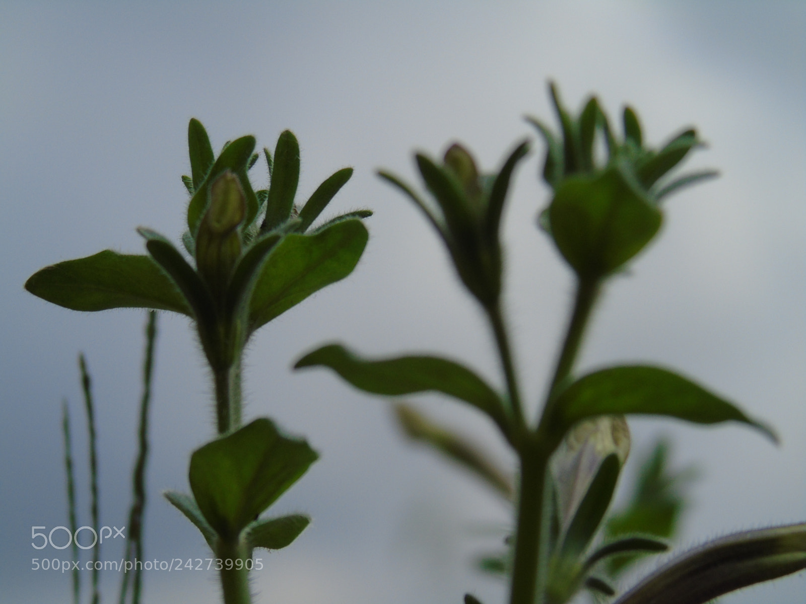 Sony Cyber-shot DSC-H400 sample photo. Flowers photography