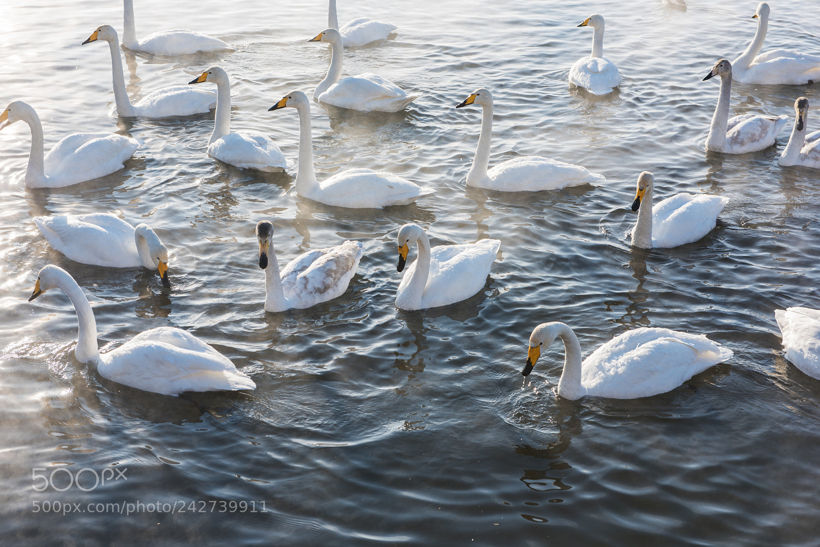 Nikon D810 sample photo. Beautiful white whooping swans photography