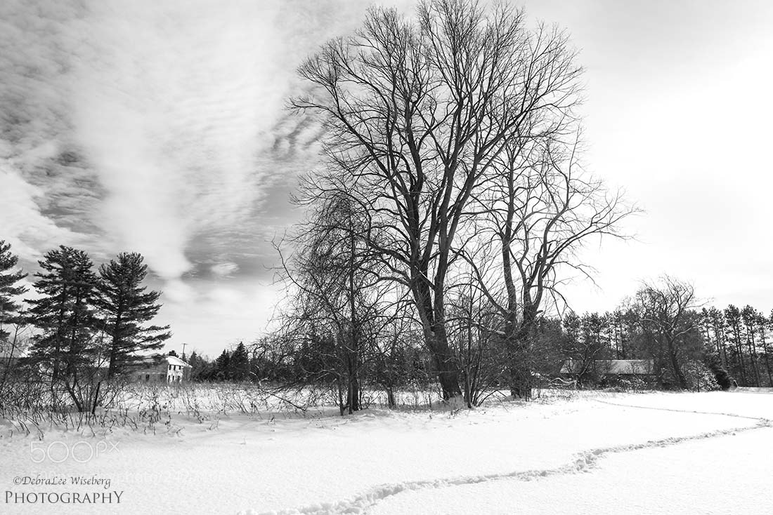 Nikon D800 sample photo. Losing my direction photography
