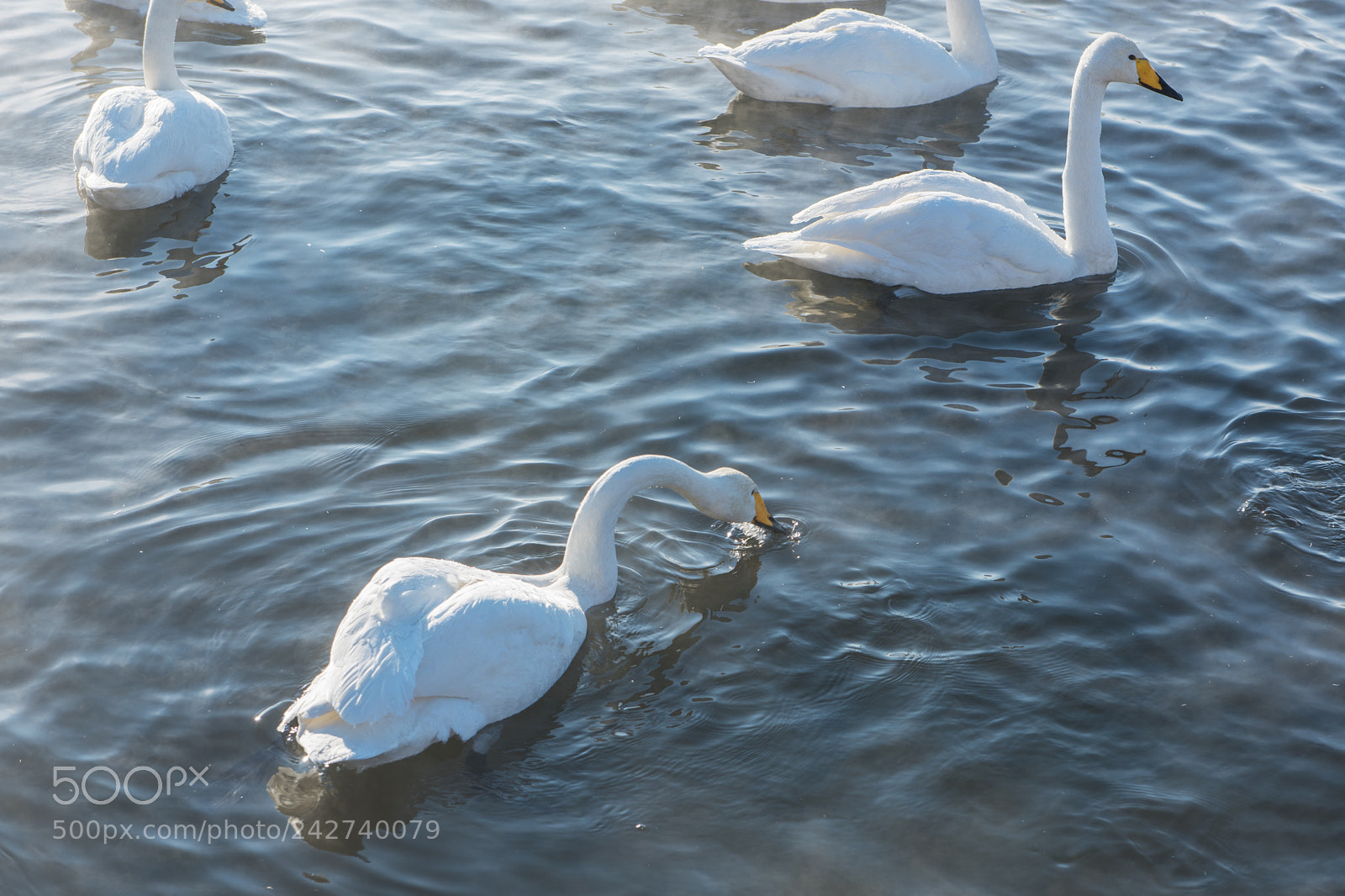 Nikon D810 sample photo. Beautiful white whooping swans photography