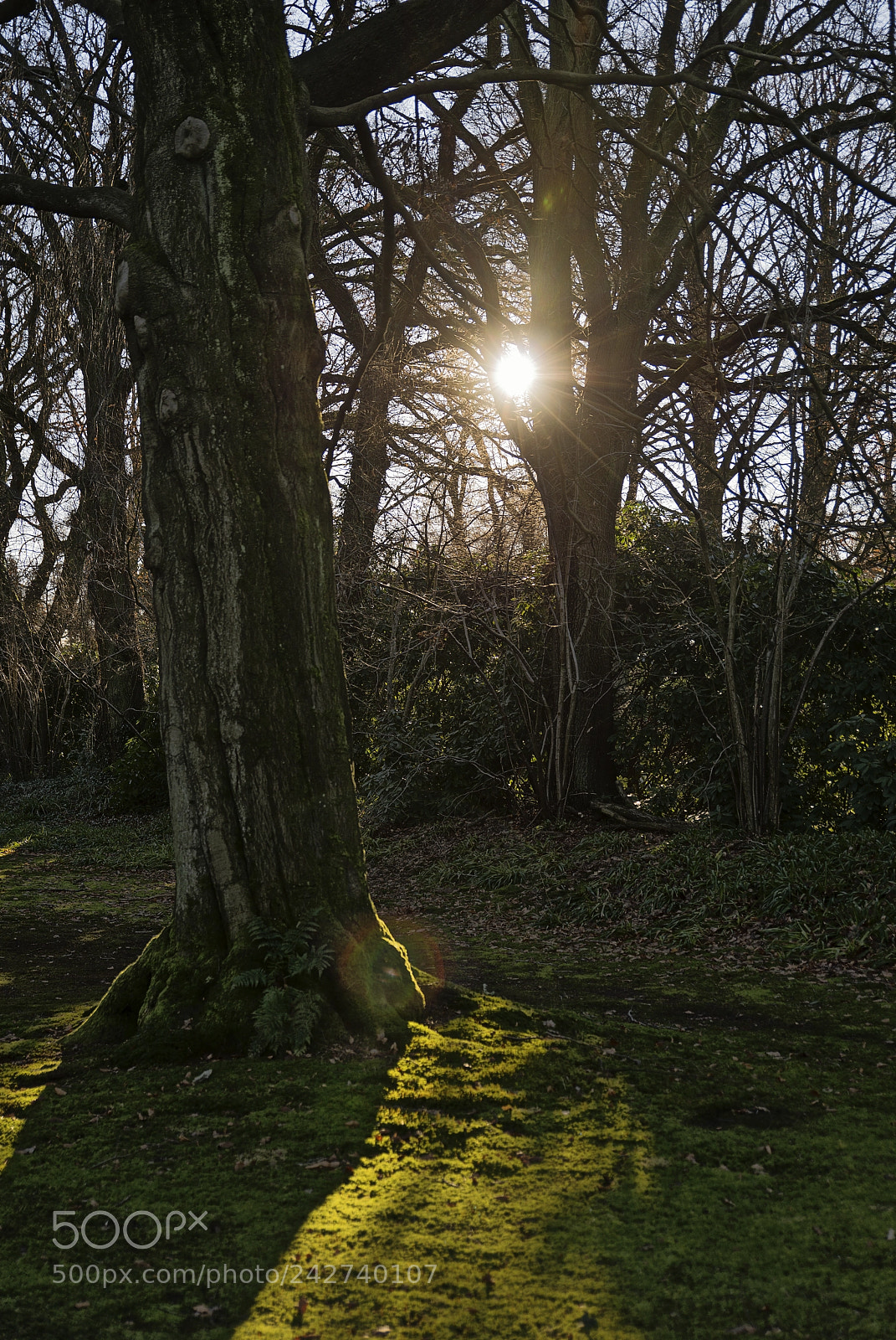 Nikon D800 sample photo. Romantik ist das licht photography