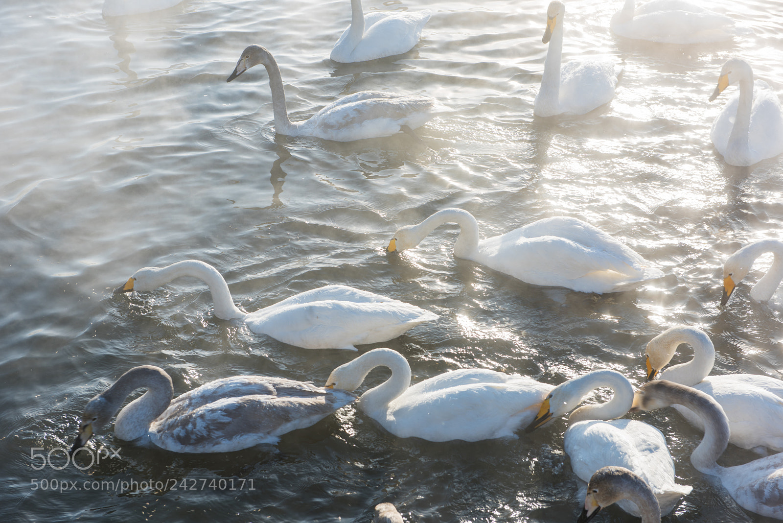 Nikon D810 sample photo. Beautiful white whooping swans photography
