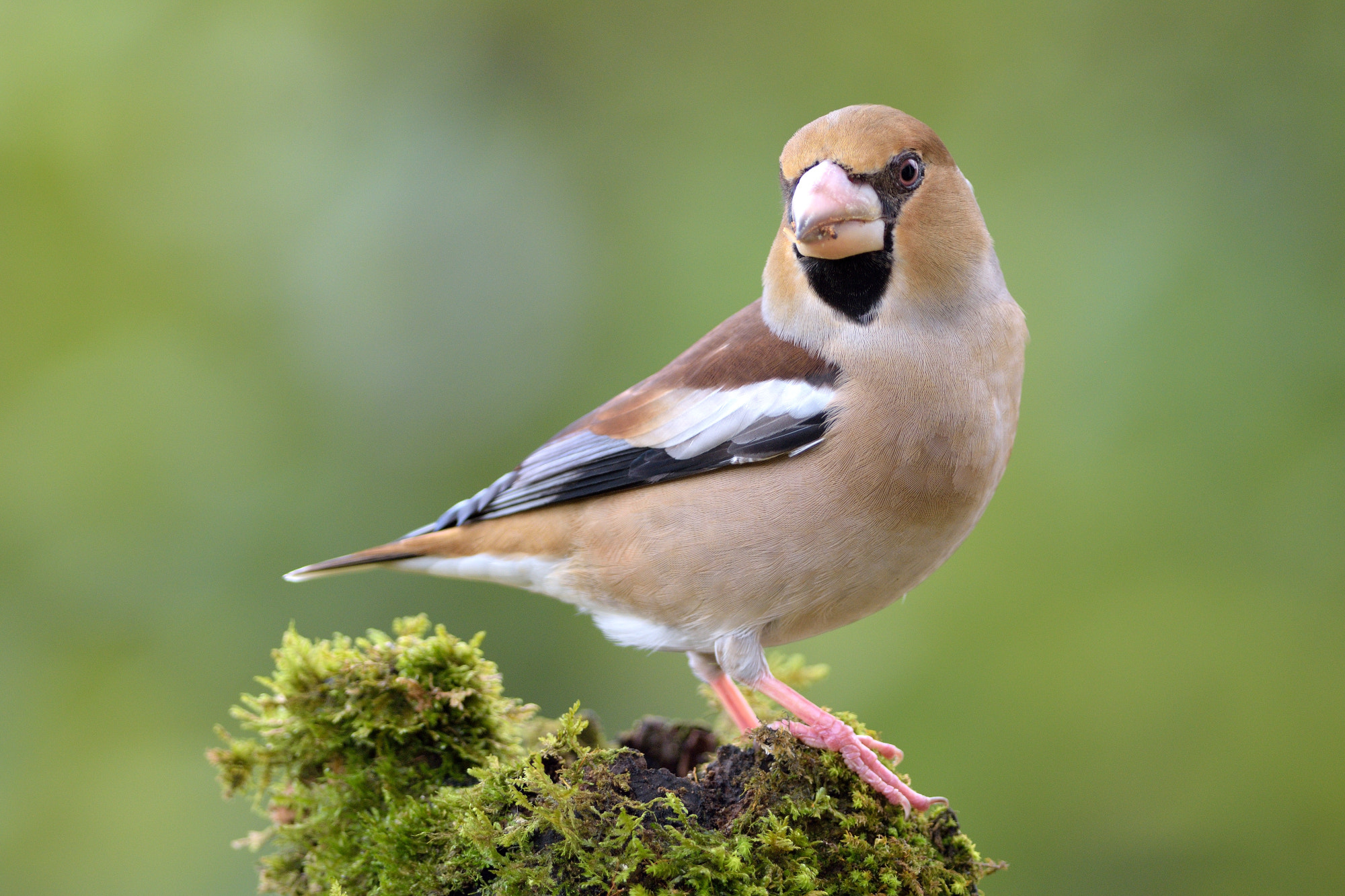 Nikon D7200 sample photo. Miss hawfinch photography