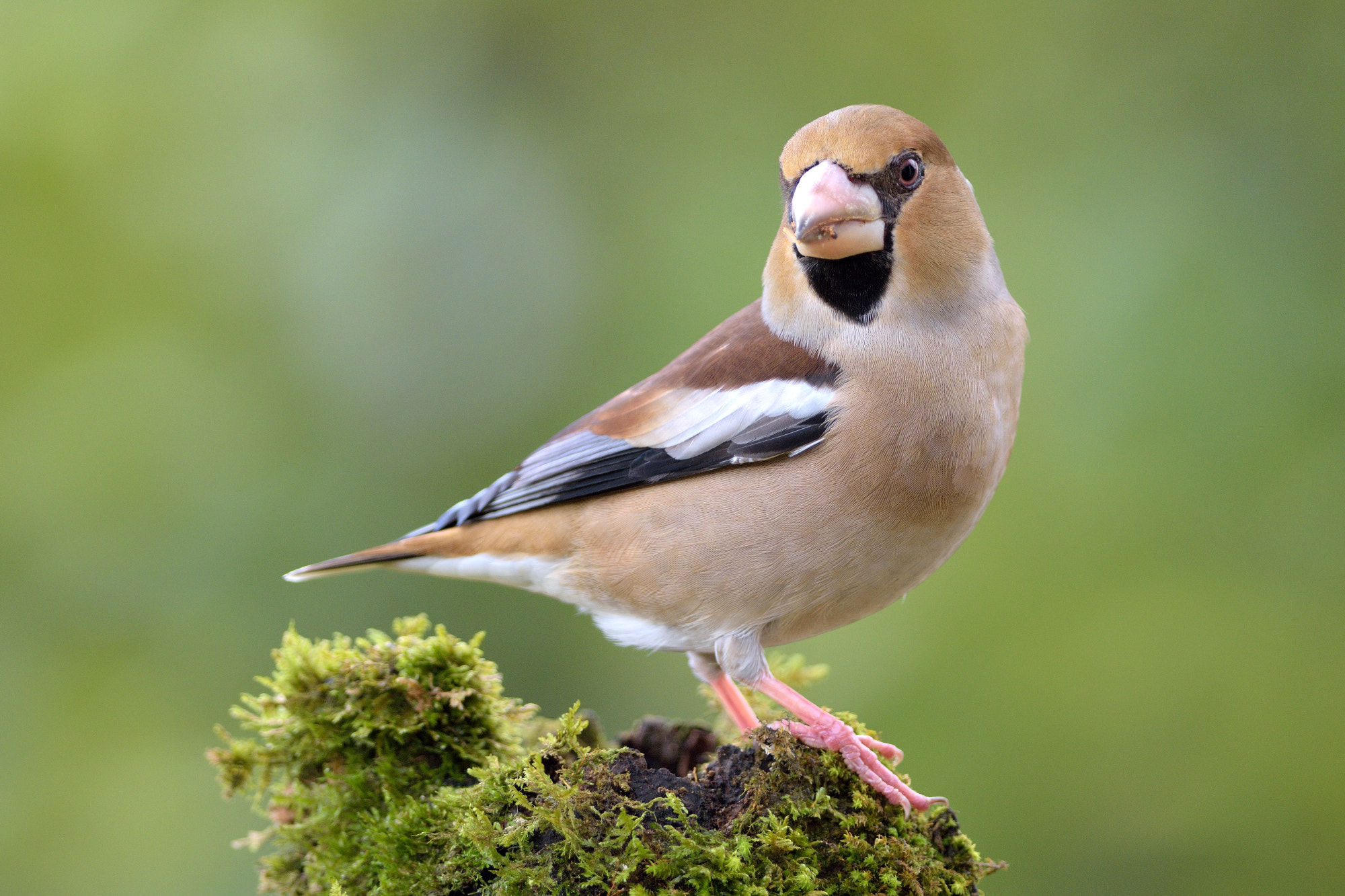 Nikon D7200 + Nikon AF-S Nikkor 300mm F4D ED-IF sample photo. Miss hawfinch photography