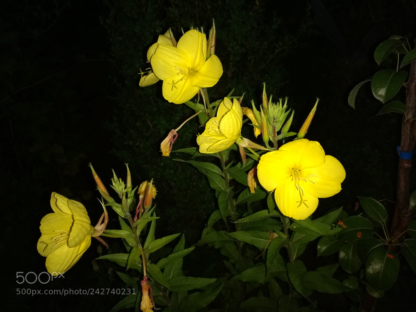 Motorola Moto G (4) sample photo. Flower #yellow photography