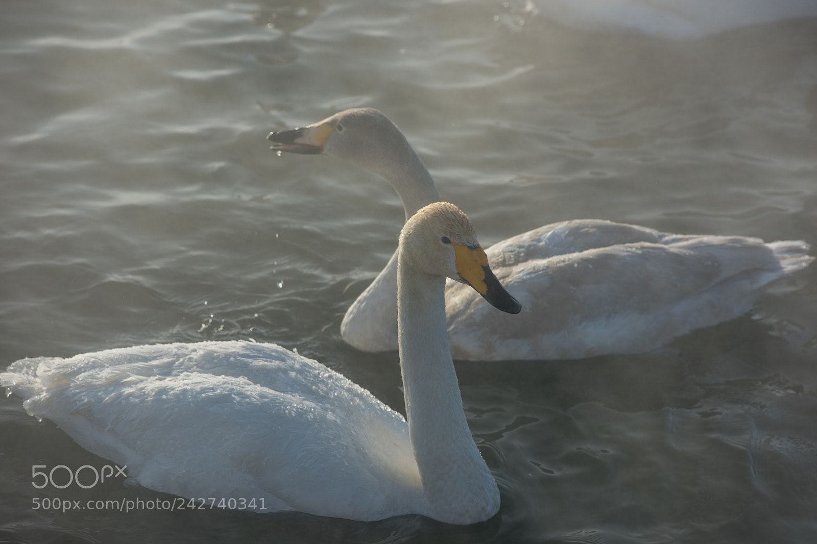 Nikon D810 sample photo. Beautiful white whooping swans photography