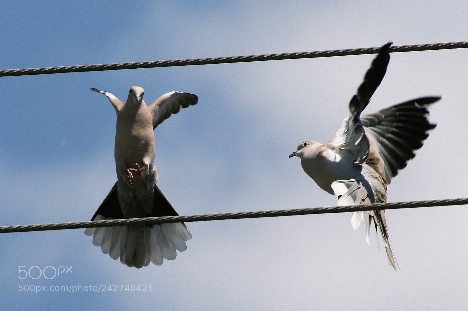 Canon EOS 400D (EOS Digital Rebel XTi / EOS Kiss Digital X) sample photo. A pair of doves photography