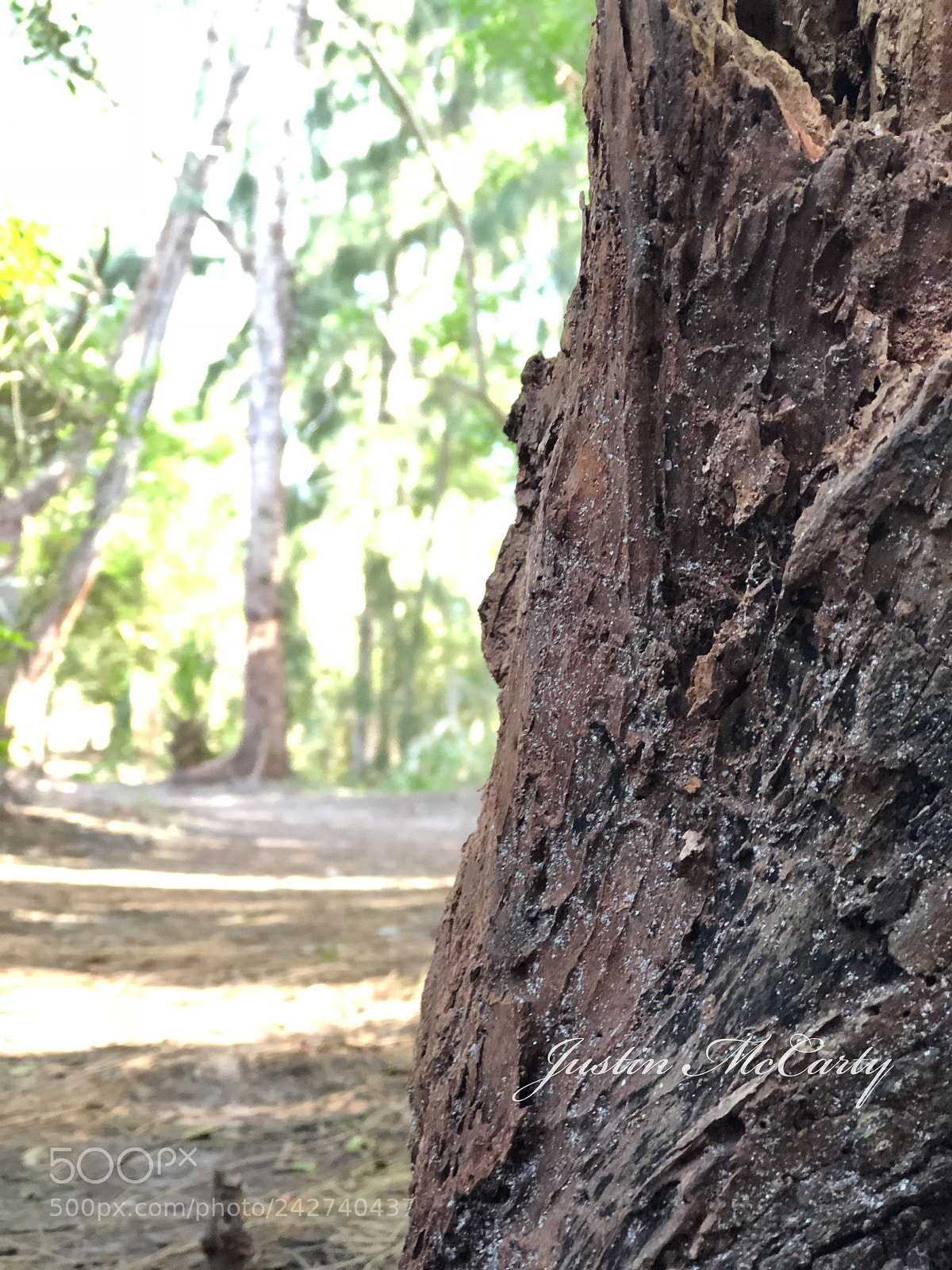 Apple iPhone 8 Plus sample photo. Tree photography
