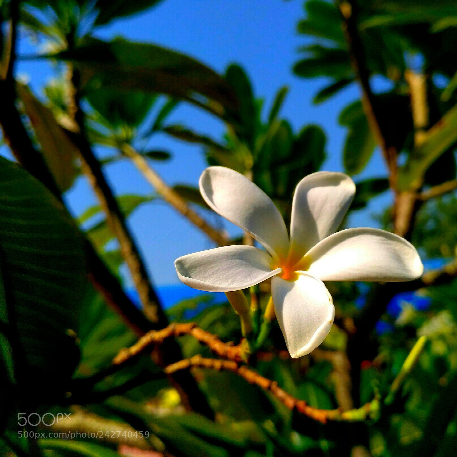Xiaomi Redmi 3S sample photo. Day star photography
