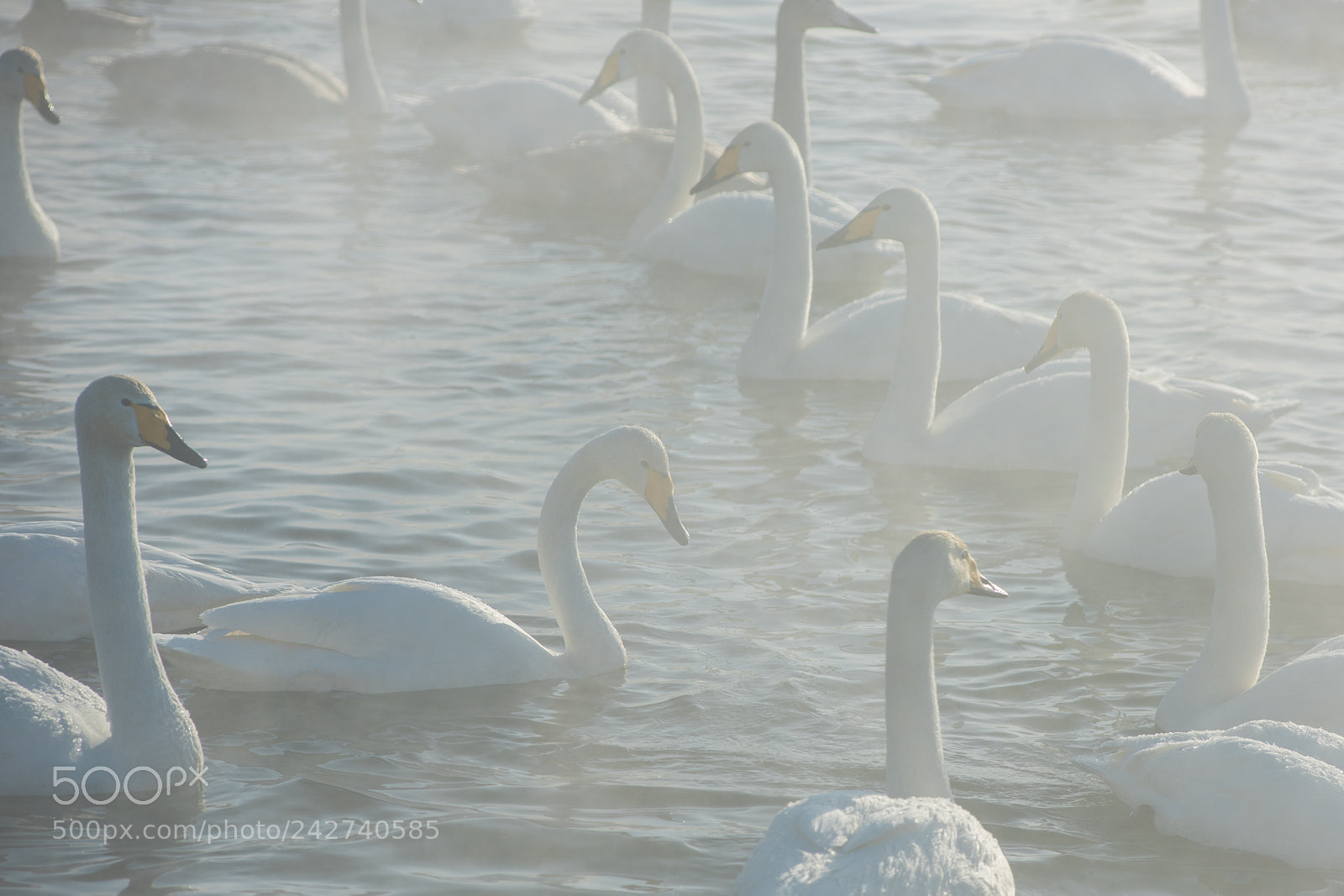 Nikon D810 sample photo. Beautiful white whooping swans photography