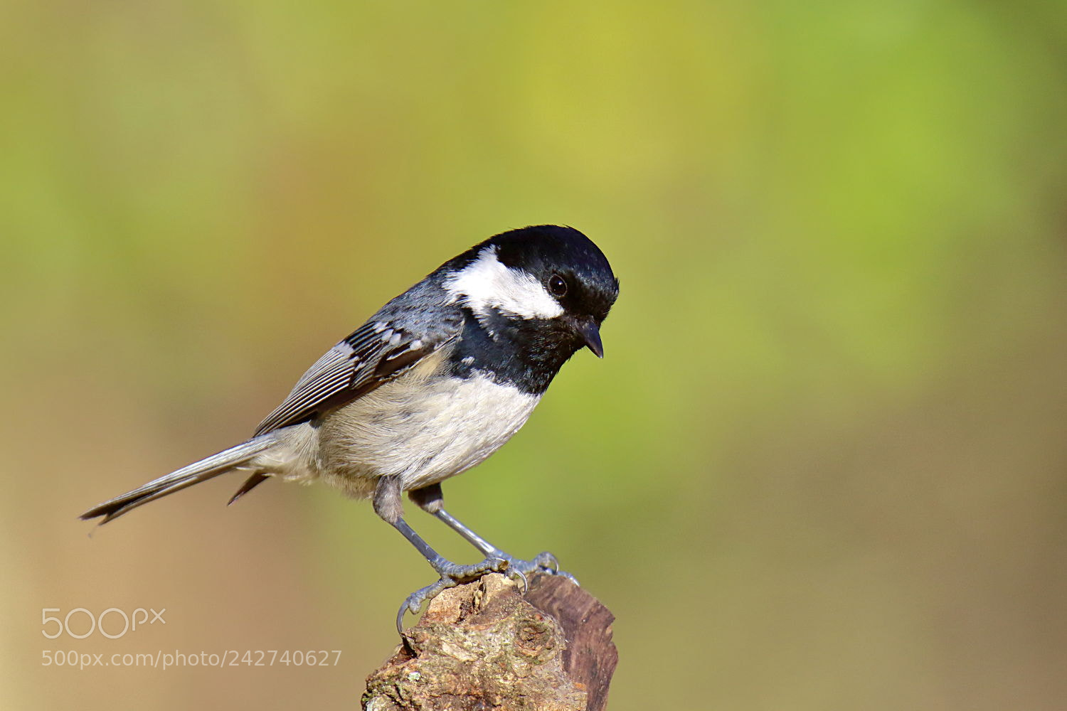 Canon EOS 7D Mark II sample photo. Mésange noire photography