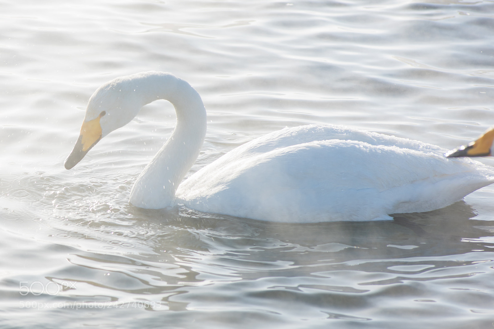 Nikon D810 sample photo. Beautiful white whooping swans photography