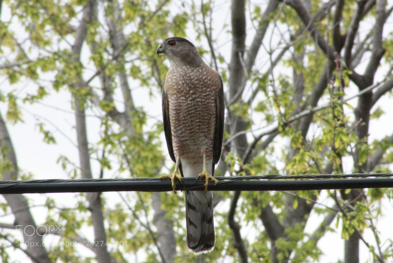 Canon EOS 450D (EOS Rebel XSi / EOS Kiss X2) sample photo. Red-tailed hawk photography