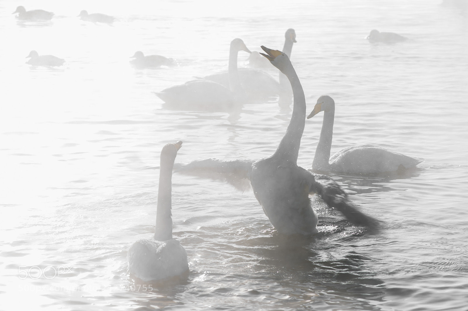 Nikon D810 sample photo. Beautiful white whooping swans photography